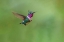 Picture of WHITE-BELLIED WOODSTAR FLYING-ECUADOR