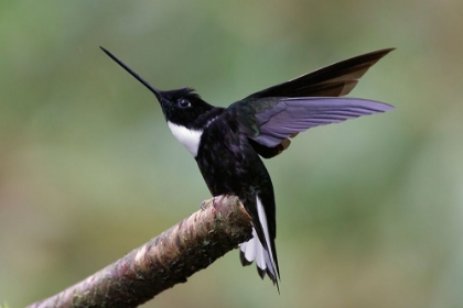 Picture of COLLARED INCA ECUADOR