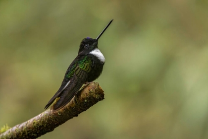 Picture of COLLARED INCA ECUADOR