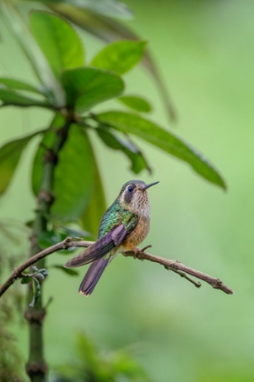 Picture of SPECKLED HUMMINGBIRD-ECUADOR