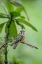 Picture of SPECKLED HUMMINGBIRD-ECUADOR