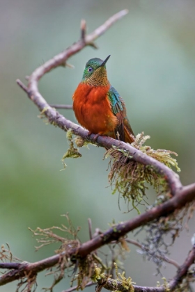 Picture of CHESTNUT-BREASTED CORONET-ECUADOR