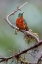 Picture of CHESTNUT-BREASTED CORONET-ECUADOR