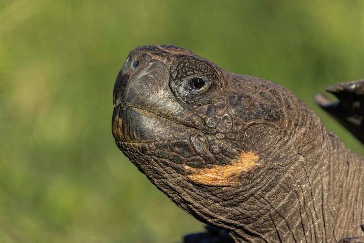 Picture of GALAPAGOS GIANT TORTOISE GENOVESA ISLAND-GALAPAGOS ISLANDS-ECUADOR