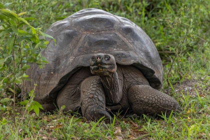 Picture of GALAPAGOS GIANT TORTOISE GENOVESA ISLAND-GALAPAGOS ISLANDS-ECUADOR