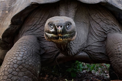 Picture of GALAPAGOS GIANT TORTOISE GENOVESA ISLAND-GALAPAGOS ISLANDS-ECUADOR