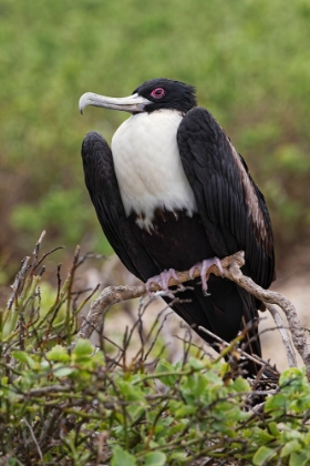 Picture of FEMALE GREAT FRIGATEBIRD-GENOVESA ISLAND-ECUADOR