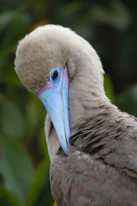 Picture of RED-FOOTED BOOBY NESTLING GENOVESA ISLAND-GALAPAGOS ISLANDS-ECUADOR