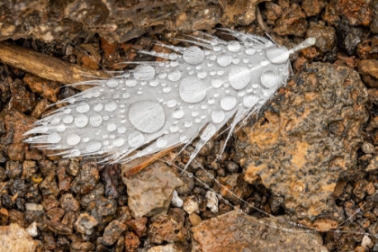 Picture of NAZCA BOOBY FEATHER ON GROUND WITH WATER DROPS GENOVESA ISLAND-GALAPAGOS ISLANDS-ECUADOR