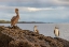 Picture of BLUE-FOOTED BOOBY AND BROWN PELICAN-ECUADOR-GALAPAGOS ISLANDS-SANTA CRUZ ISLAND