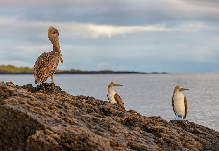 Picture of BLUE-FOOTED BOOBY AND BROWN PELICAN-ECUADOR-GALAPAGOS ISLANDS-SANTA CRUZ ISLAND