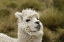 Picture of ALPACA-ANTISANA ECOLOGICAL RESERVE-ECUADOR