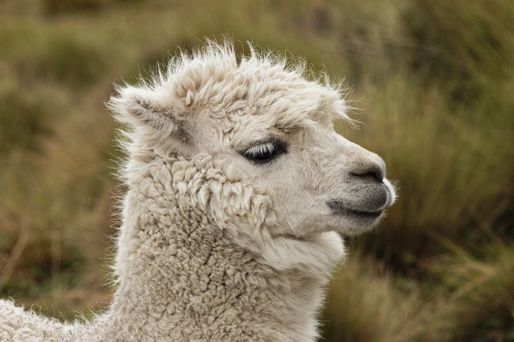 Picture of ALPACA-ANTISANA ECOLOGICAL RESERVE-ECUADOR