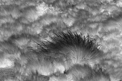 Picture of PARAMO GRASS-ANTISANA ECOLOGICAL RESERVE-ECUADOR