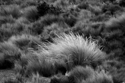 Picture of PARAMO GRASS-ANTISANA ECOLOGICAL RESERVE-ECUADOR