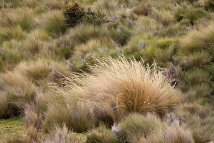 Picture of PARAMO GRASS-ANTISANA ECOLOGICAL RESERVE-ECUADOR