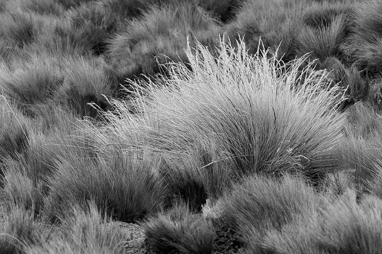 Picture of PARAMO GRASS-ANTISANA ECOLOGICAL RESERVE-ECUADOR