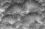 Picture of PARAMO GRASS-ANTISANA ECOLOGICAL RESERVE-ECUADOR