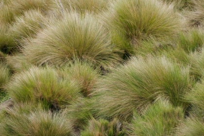 Picture of PARAMO GRASS-ANTISANA ECOLOGICAL RESERVE-ECUADOR