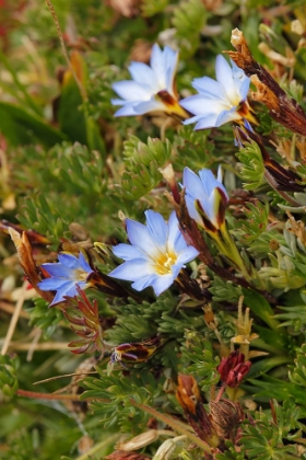 Picture of GROUND COVER-ANTISANA ECOLOGICAL RESERVE-ECUADOR