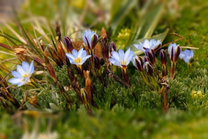 Picture of GROUND COVER-ANTISANA ECOLOGICAL RESERVE-ECUADOR