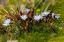 Picture of GROUND COVER-ANTISANA ECOLOGICAL RESERVE-ECUADOR