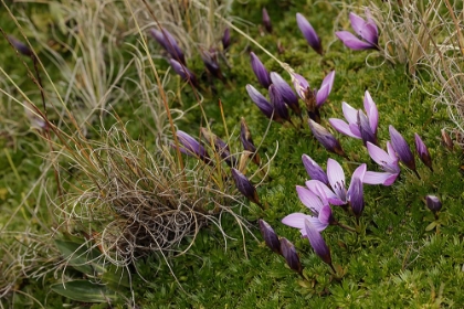 Picture of GENTIAN FLOWERS-ANTISANA NATIONAL PARK-ECUADOR