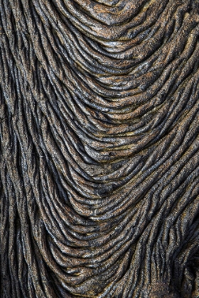 Picture of RECENT PAHOEHOE LAVA FLOW-SULLIVAN BAY-SANTIAGO ISLAND-GALAPAGOS ISLANDS-ECUADOR