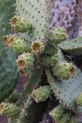 Picture of OPUNTIA PRICKLY PEAR CACTUS-SOUTH PLAZA ISLAND-GALAPAGOS ISLANDS-ECUADOR