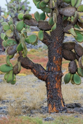 Picture of CARPET WEED ALONG WITH OPUNTIA PRICKLY PEAR CACTUS-SOUTH PLAZA ISLAND-GALAPAGOS ISLANDS-ECUADOR