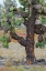 Picture of CARPET WEED ALONG WITH OPUNTIA PRICKLY PEAR CACTUS-SOUTH PLAZA ISLAND-GALAPAGOS ISLANDS-ECUADOR