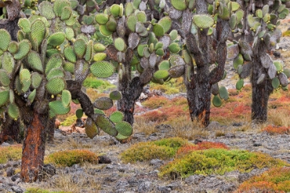 Picture of CARPET WEED ALONG WITH OPUNTIA PRICKLY PEAR CACTUS-SOUTH PLAZA ISLAND-GALAPAGOS ISLANDS-ECUADOR