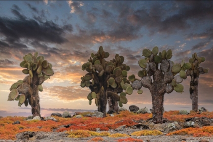 Picture of CARPET WEED ALONG WITH OPUNTIA PRICKLY PEAR CACTUS AT SUNSET-SOUTH PLAZA ISLAND-GALAPAGOS ISLANDS