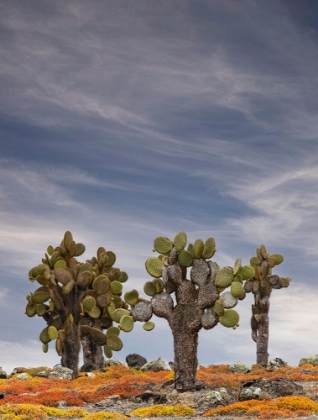 Picture of CARPET WEED ALONG WITH OPUNTIA PRICKLY PEAR CACTUS-SOUTH PLAZA ISLAND-GALAPAGOS ISLANDS-ECUADOR