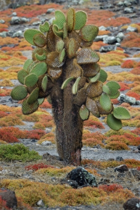 Picture of CARPET WEED ALONG WITH OPUNTIA PRICKLY PEAR CACTUS-SOUTH PLAZA ISLAND-GALAPAGOS ISLANDS-ECUADOR