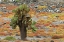 Picture of CARPET WEED ALONG WITH OPUNTIA PRICKLY PEAR CACTUS-SOUTH PLAZA ISLAND-GALAPAGOS ISLANDS-ECUADOR