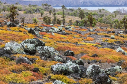 Picture of CARPET WEED ALONG WITH OPUNTIA PRICKLY PEAR CACTUS-SOUTH PLAZA ISLAND-GALAPAGOS ISLANDS-ECUADOR