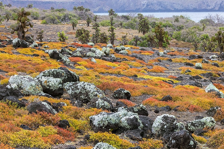 Picture of CARPET WEED ALONG WITH OPUNTIA PRICKLY PEAR CACTUS-SOUTH PLAZA ISLAND-GALAPAGOS ISLANDS-ECUADOR