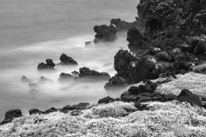 Picture of ROCKY SHORELINE COVERED IN SESUVIUM-SOUTH PLAZA ISLAND-GALAPAGOS ISLANDS-ECUADOR