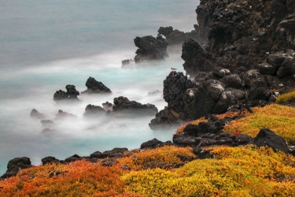 Picture of ROCKY SHORELINE COVERED IN SESUVIUM-SOUTH PLAZA ISLAND-GALAPAGOS ISLANDS-ECUADOR