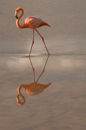 Picture of GREATER FLAMINGO-ECUADOR