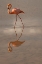 Picture of GREATER FLAMINGO-ECUADOR