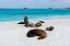 Picture of GALAPAGOS SEA LIONS-ZALOPHUS CALIFORNIANUS WOLLEBAEKI-GARDNER BAY-ESPANOLA ISLAND-GALAPAGOS ISLANDS