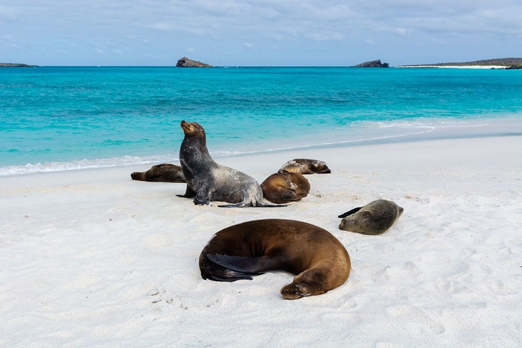 Picture of GALAPAGOS SEA LIONS-ZALOPHUS CALIFORNIANUS WOLLEBAEKI-GARDNER BAY-ESPANOLA ISLAND-GALAPAGOS ISLANDS