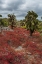 Picture of SESUVIUM EDMONSTONEI AND CACTUS-SOUTH PLAZA ISLAND-GALAPAGOS ISLANDS-ECUADOR