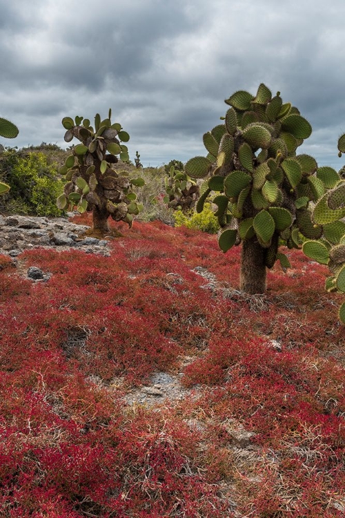 Picture of SESUVIUM EDMONSTONEI AND CACTUS-SOUTH PLAZA ISLAND-GALAPAGOS ISLANDS-ECUADOR