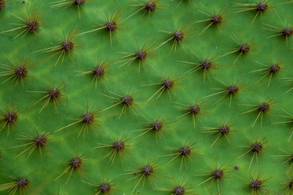 Picture of CLOSE UP OF A CACTUS-SOUTH PLAZA ISLAND-GALAPAGOS ISLANDS-ECUADOR