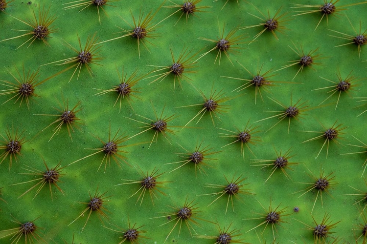 Picture of CLOSE UP OF A CACTUS-SOUTH PLAZA ISLAND-GALAPAGOS ISLANDS-ECUADOR