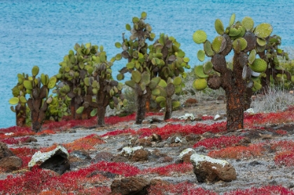 Picture of SESUVIUM EDMONSTONEI AND CACTUS-SOUTH PLAZA ISLAND-GALAPAGOS ISLANDS-ECUADOR