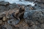 Picture of GALAPAGOS SEA LION-ZALOPHUS CALIFORNIANUS WOLLEBAEKI-SOUTH PLAZA ISLAND-GALAPAGOS ISLANDS-ECUADOR